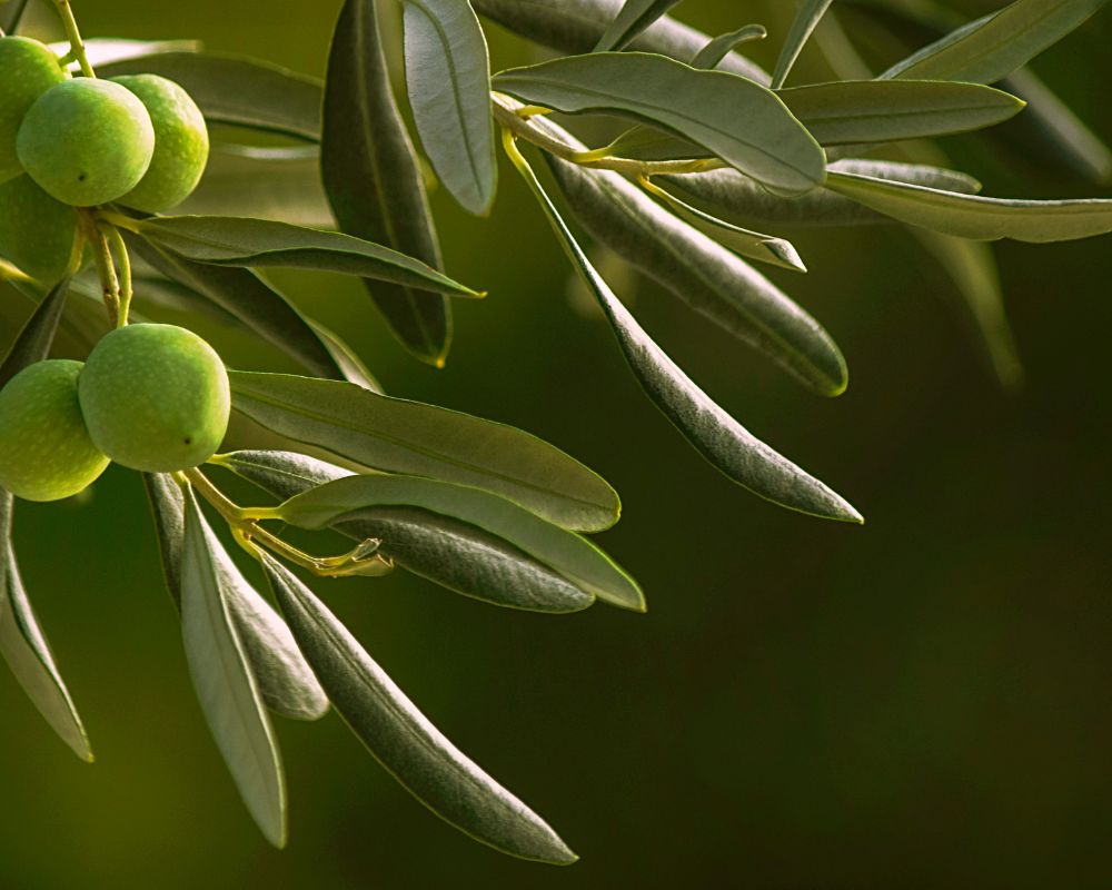 Corso Di Potatura 2023 Aperte Le Iscrizioni Il Cittadino Pescia